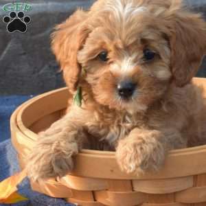 Sage, Cavapoo Puppy
