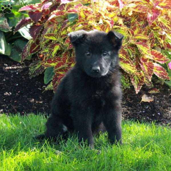 Salem, German Shepherd Puppy