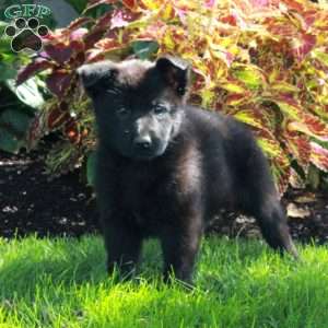 Salem, German Shepherd Puppy