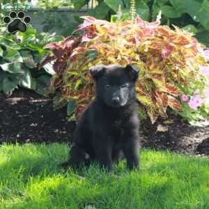 Salem, German Shepherd Puppy