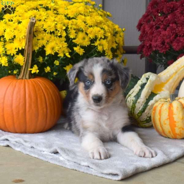 Salem, Australian Shepherd Puppy