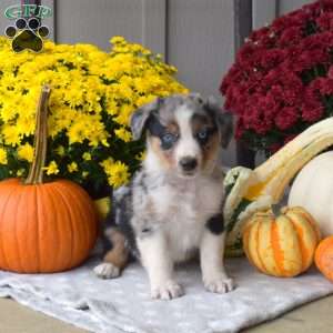 Salem, Australian Shepherd Puppy