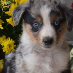 Salem, Australian Shepherd Puppy