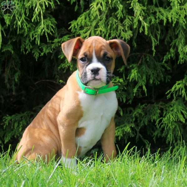 Sally, Boxer Puppy