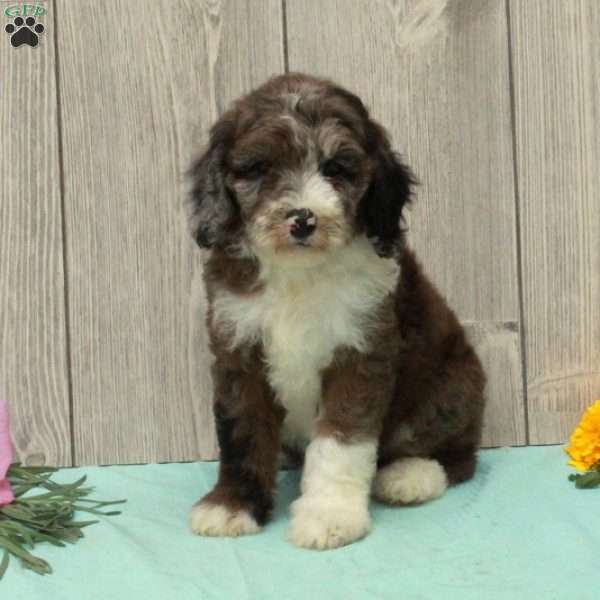 Sally, Borderdoodle Puppy