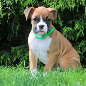 Sally, Boxer Puppy