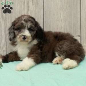 Sally, Borderdoodle Puppy