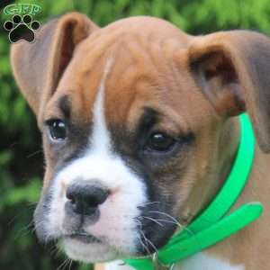 Sally, Boxer Puppy