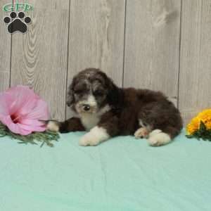 Sally, Borderdoodle Puppy
