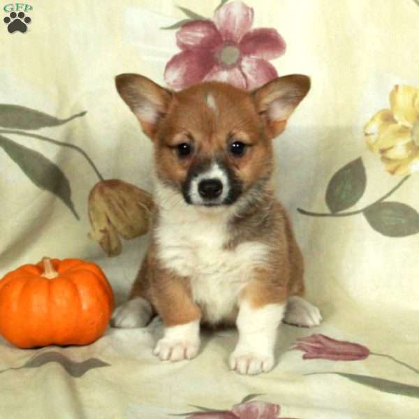 Samantha, Pembroke Welsh Corgi Puppy