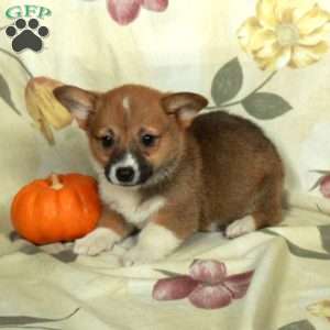 Samantha, Pembroke Welsh Corgi Puppy