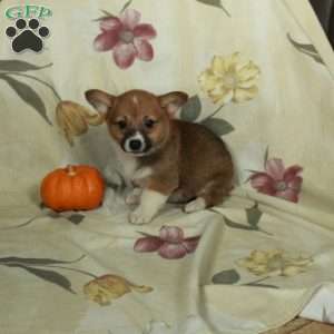 Samantha, Pembroke Welsh Corgi Puppy