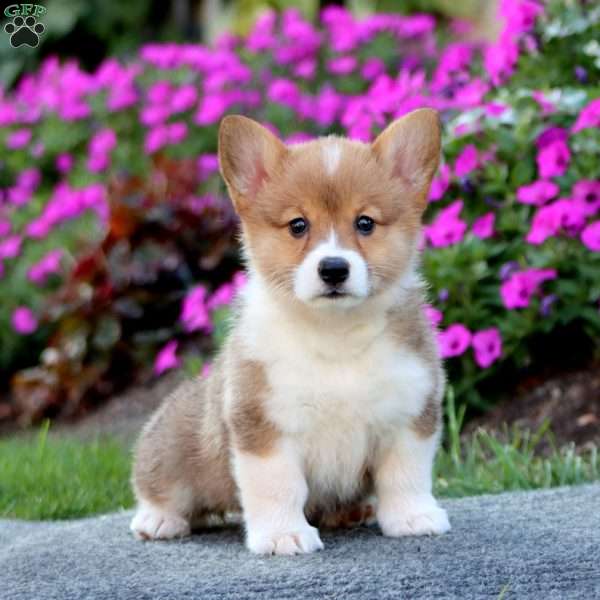Samantha, Pembroke Welsh Corgi Puppy