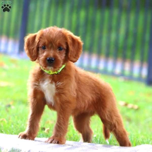 Samantha, Labradoodle Puppy