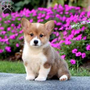 Samantha, Pembroke Welsh Corgi Puppy