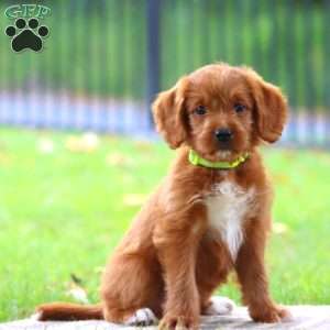 Samantha, Labradoodle Puppy