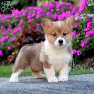 Samantha, Pembroke Welsh Corgi Puppy