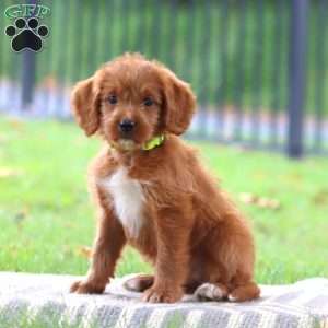 Samantha, Labradoodle Puppy