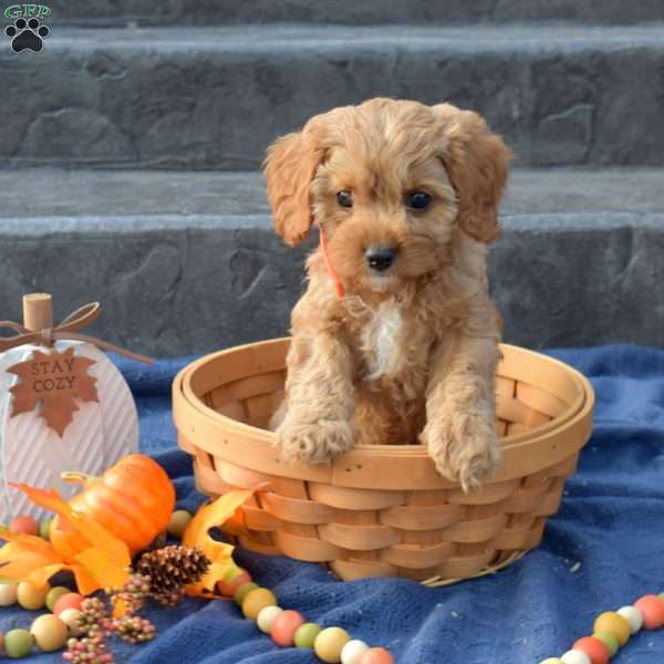 Sammy, Cavapoo Puppy