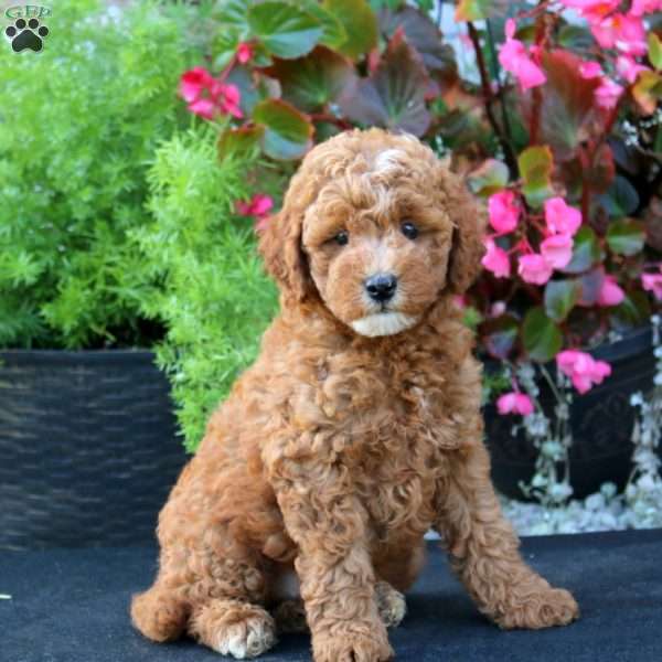 Sammy, Mini Goldendoodle Puppy