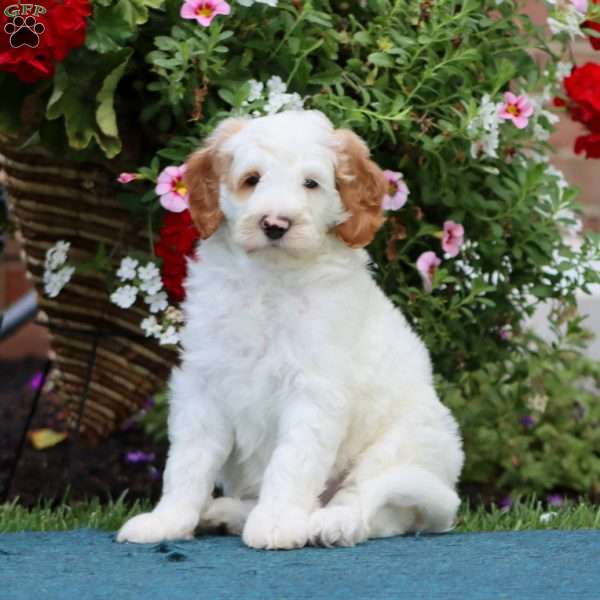 Sammy, Mini Bernedoodle Puppy