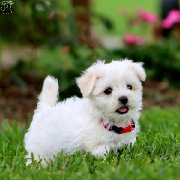 Sammy, Maltese Puppy