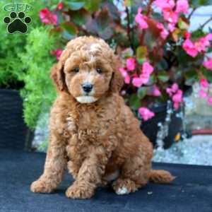 Sammy, Mini Goldendoodle Puppy