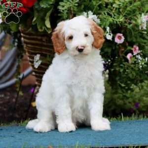 Sammy, Mini Bernedoodle Puppy
