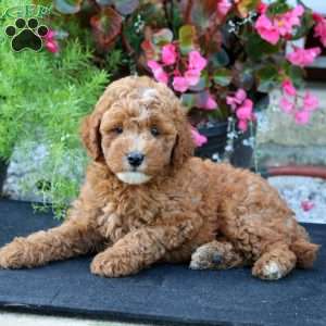 Sammy, Mini Goldendoodle Puppy