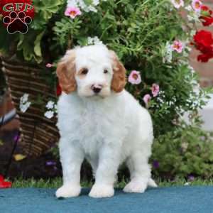 Sammy, Mini Bernedoodle Puppy