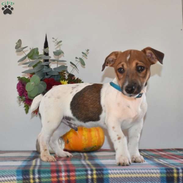 Samson, Jack Russell Terrier Puppy
