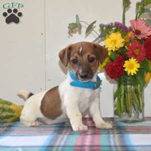 Samson, Jack Russell Terrier Puppy