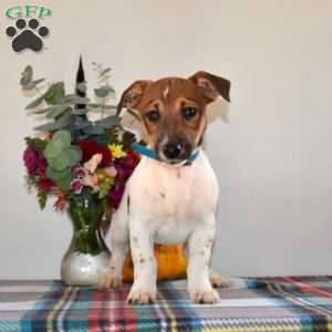 Samson, Jack Russell Terrier Puppy