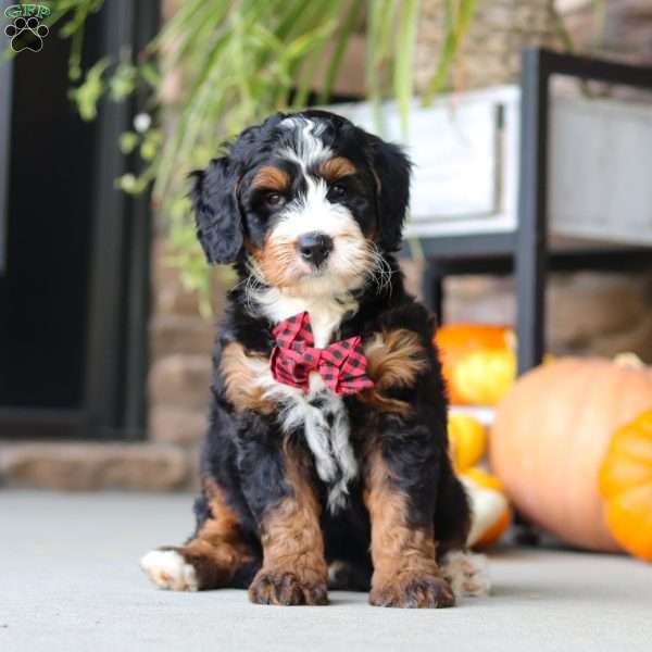 Samuel, Mini Bernedoodle Puppy