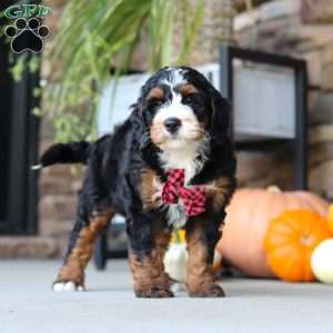 Samuel, Mini Bernedoodle Puppy