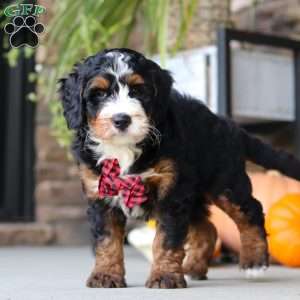 Samuel, Mini Bernedoodle Puppy