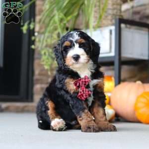 Samuel, Mini Bernedoodle Puppy