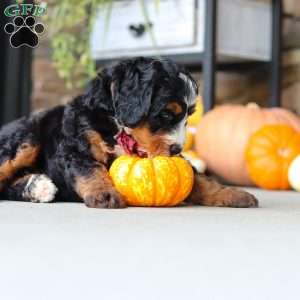 Samuel, Mini Bernedoodle Puppy