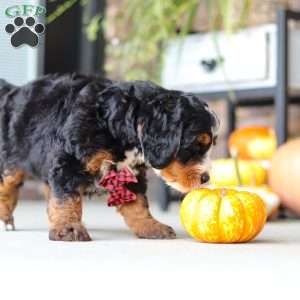 Samuel, Mini Bernedoodle Puppy