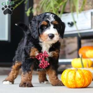 Samuel, Mini Bernedoodle Puppy