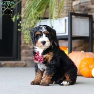 Samuel, Mini Bernedoodle Puppy