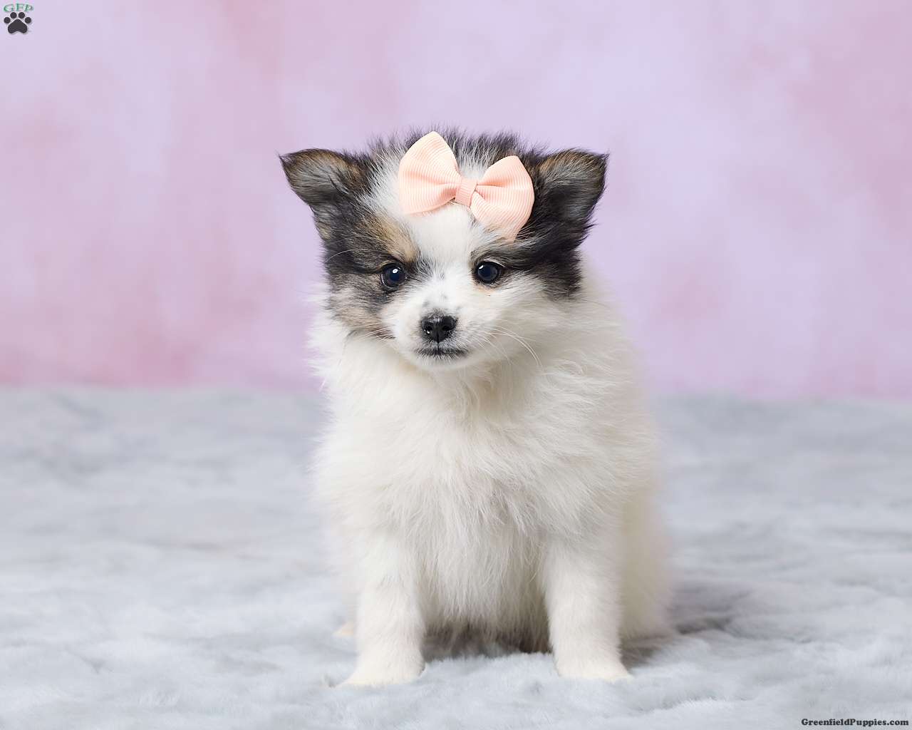 Sandy (Pomeranian, Female) in Millersburg, OH