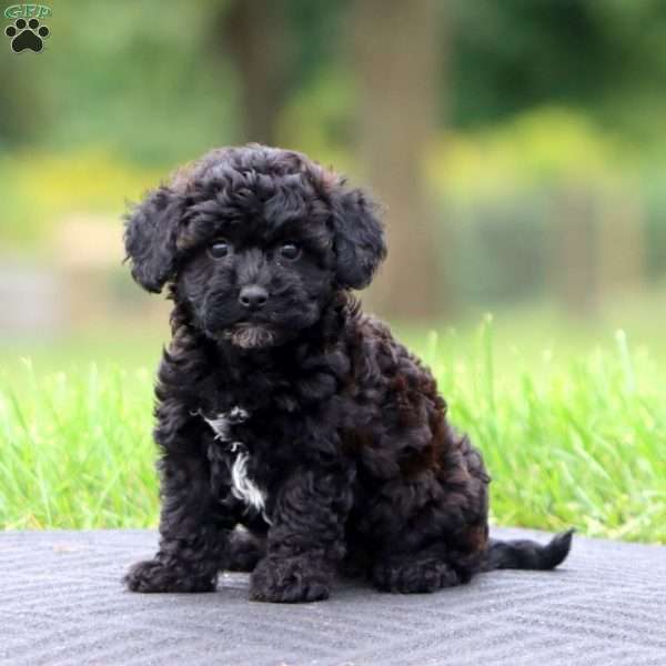 Sara, Havapoo Puppy