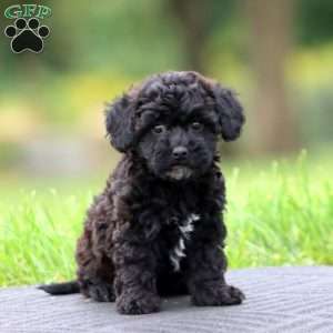 Sara, Havapoo Puppy