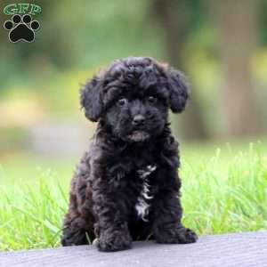 Sara, Havapoo Puppy