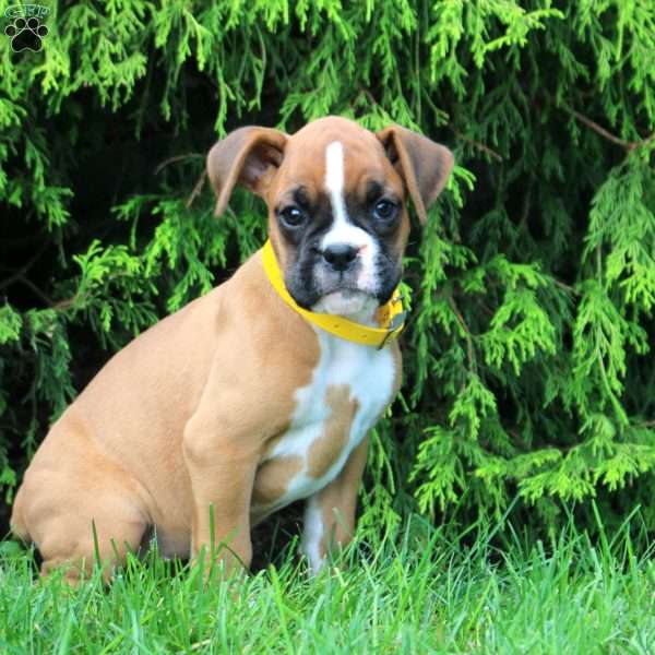 Sarah, Boxer Puppy