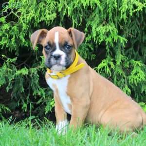 Sarah, Boxer Puppy
