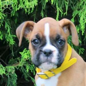 Sarah, Boxer Puppy