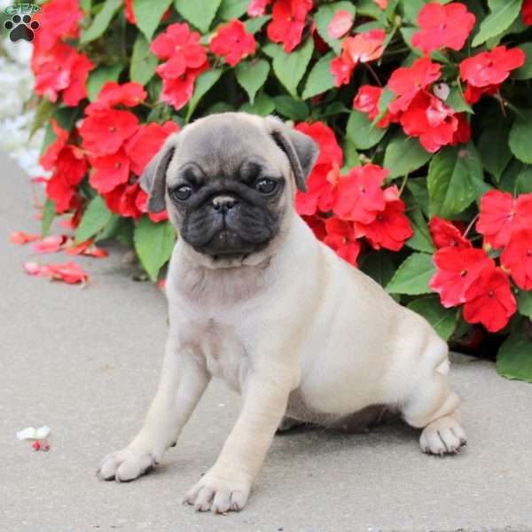 Saraphina, Pug Puppy
