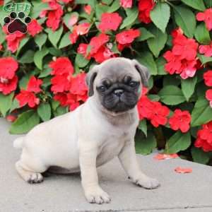 Saraphina, Pug Puppy